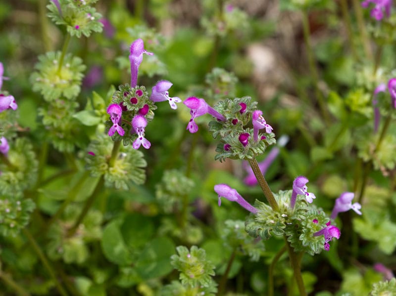 henbit can overtake dormant lawns in tulsa