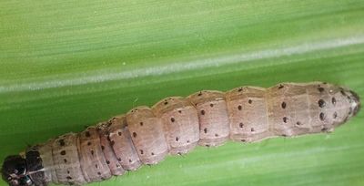 army worm crawling on foliage