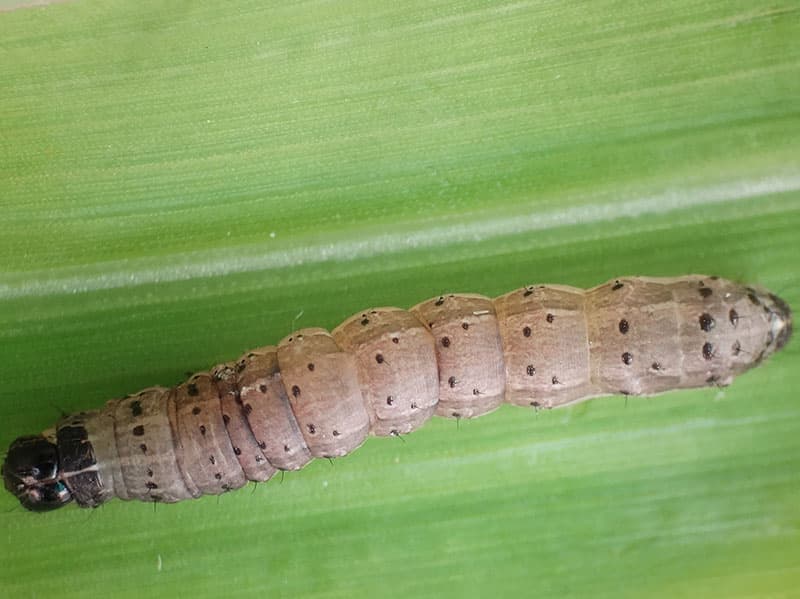 army worm in tulsa, oklahoma