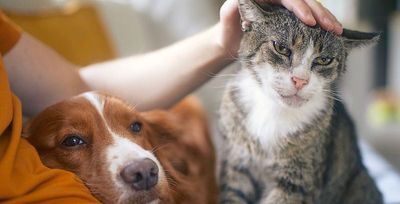 tulsa homeowner with pets