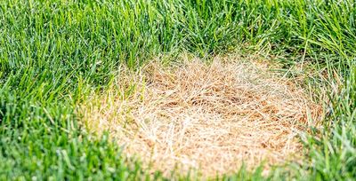 brown patch in tulsa lawn