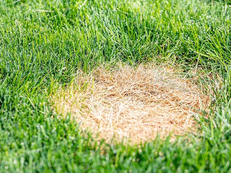 how to fix brown patches in lawn