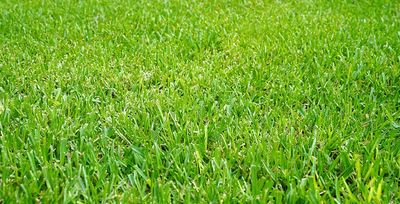 healthy lawn free of sod webworms in tulsa