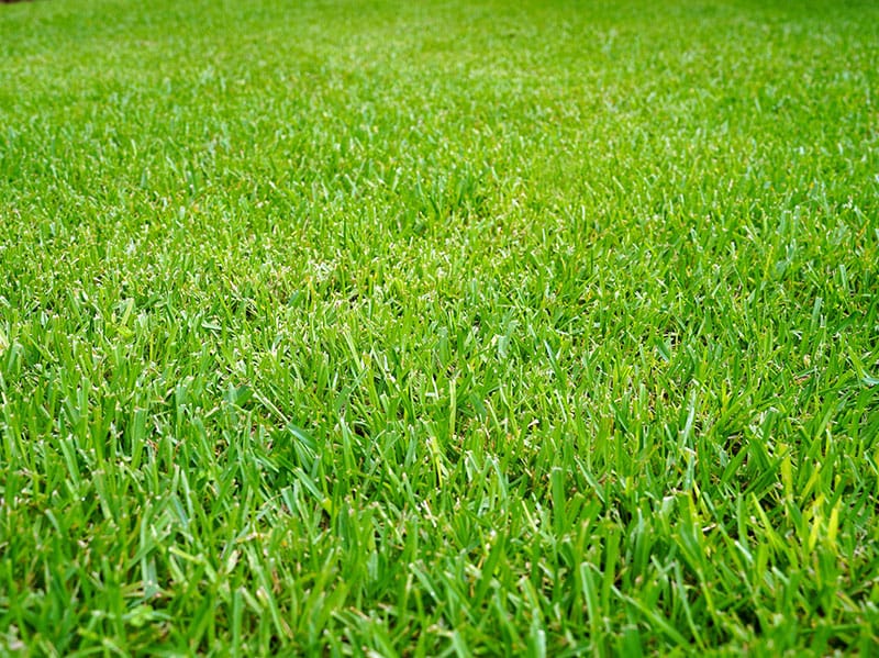 healthy lawn without signs of sod webworms