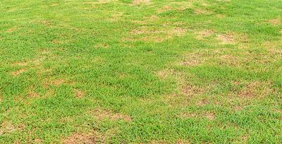 brown patches in a tulsa lawn