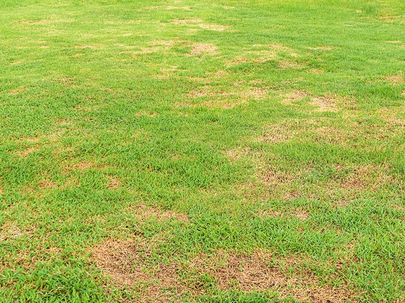 brown patch in tulsa lawn