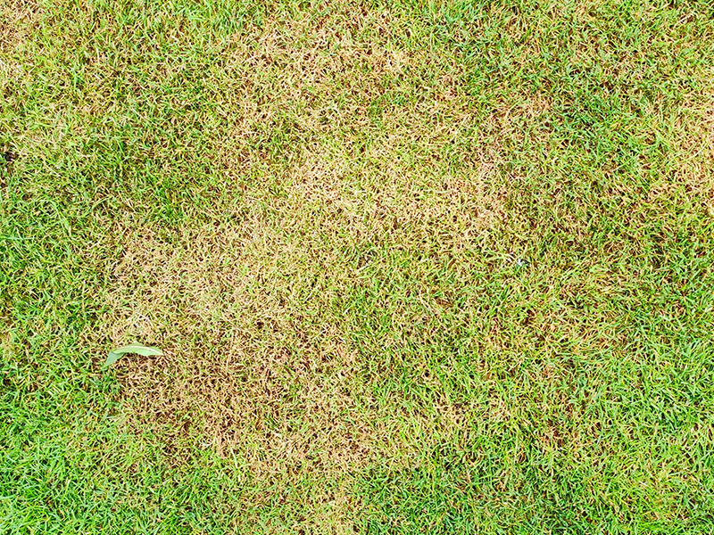 brown spot on zoysia grass