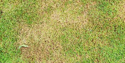 brown spot on zoysia grass