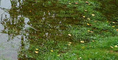 lawn after june storm