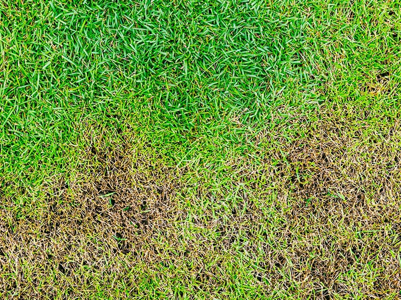 tulsa lawn with a lawn disease