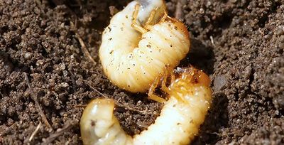 grubs in dirt