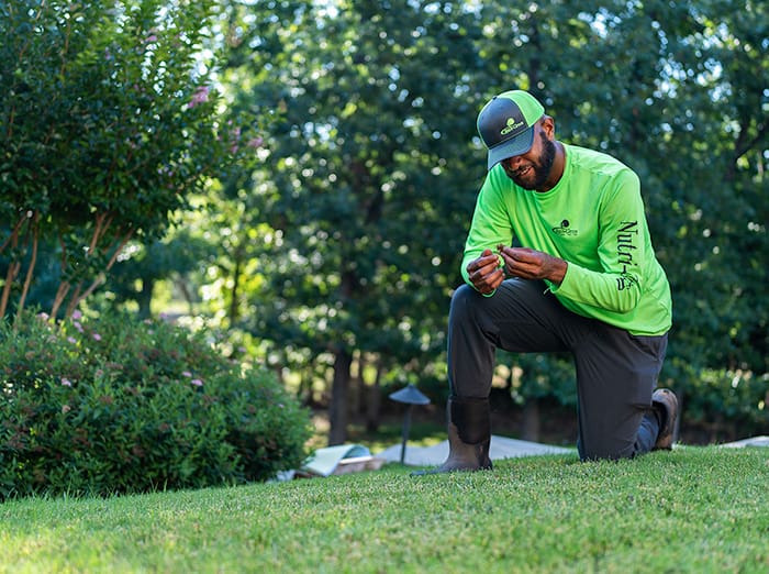 fall lawn inspection before aeration