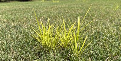nutsedge on lawn