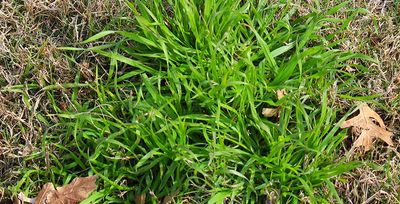 poa annua weed in grass