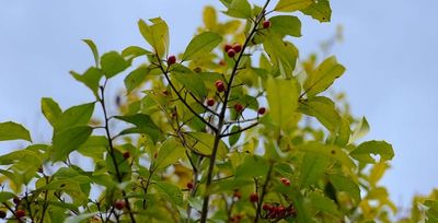 possumhaw tree in oklahoma