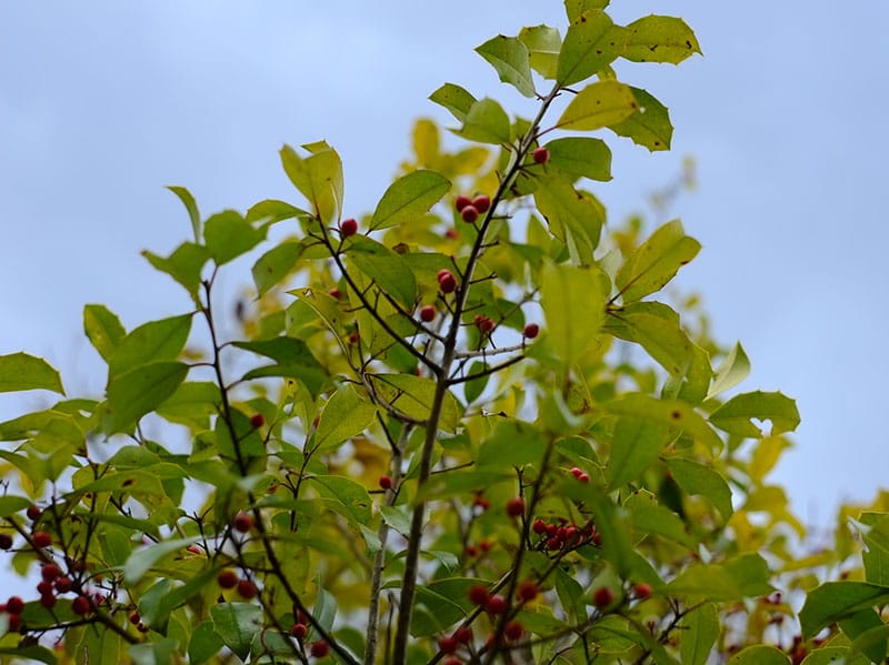 possumhaw tree in oklahoma
