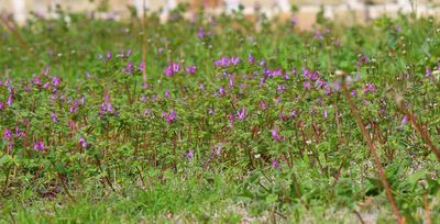 henbit growing in tulsa lawn