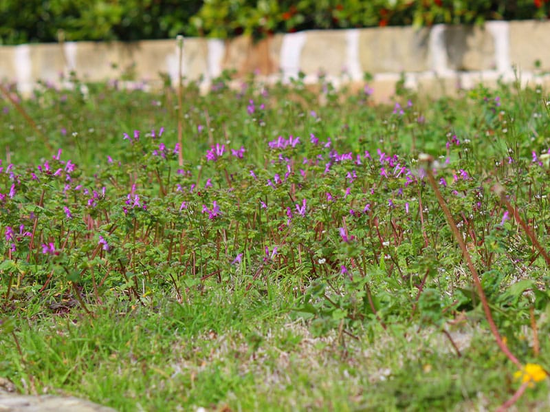 purple flowers that are actually weeds in tulsa