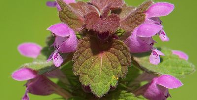 purple deadnettle
