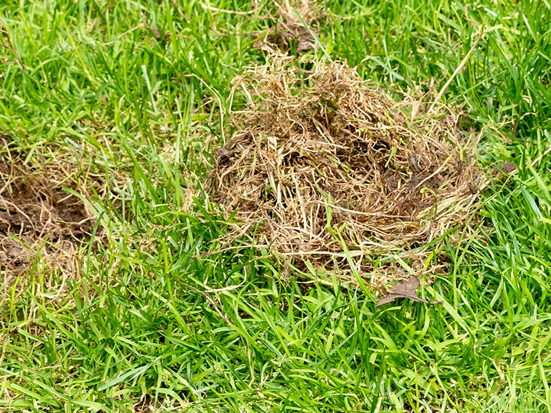 dead grass on lawn