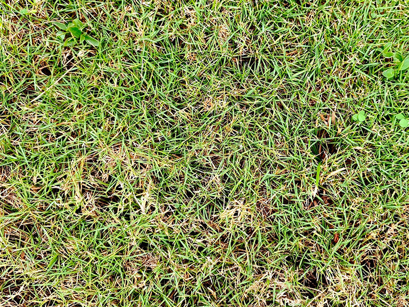 thatch in bermuda grass