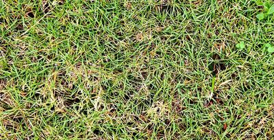 thatch in bermuda grass