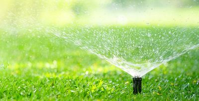 water your lawn early in the morning