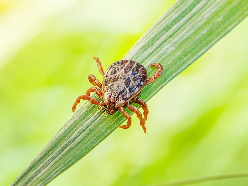 tick on blade of grass