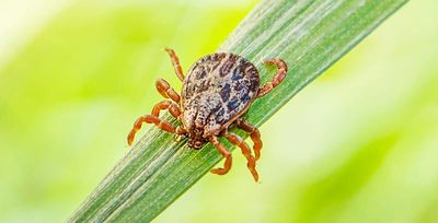 tick on blade of grass