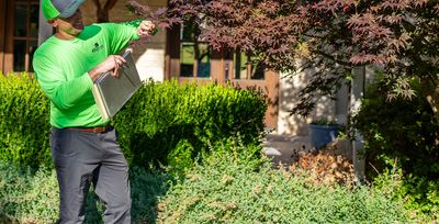 nutrigreen technician inspecting tree