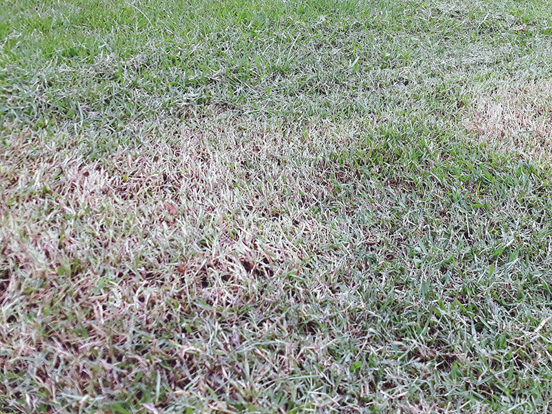 dead grass
