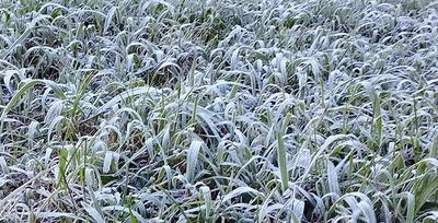 tulsa lawn with frost on grass