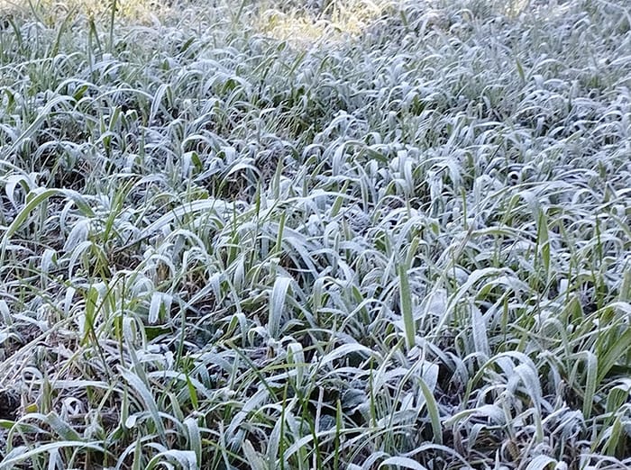 frost on tulsa lawn in winter