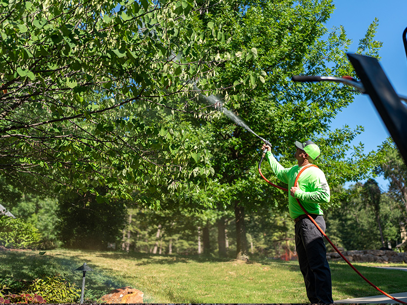 pest tech spraying a tree