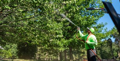 pest tech spraying a tree