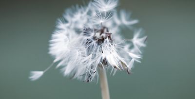 dandelion weeds