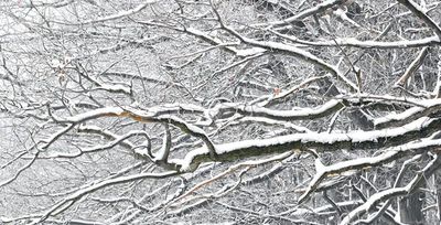 snow covered tree branches in tulsa