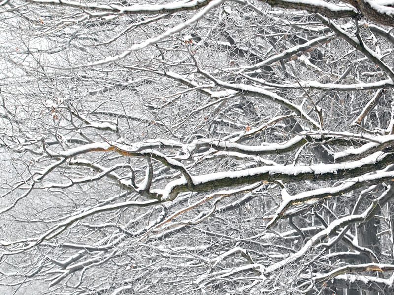 tree branches covered with snow in tulsa