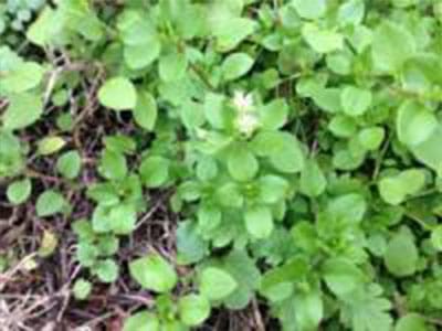 mouseear chickweed tulsa ok