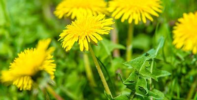 ugly dandelion weeds in tulsa lawn