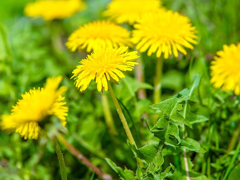 ugly dandelion weeds in tulsa lawn