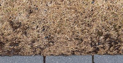 dead grass near sidewalk