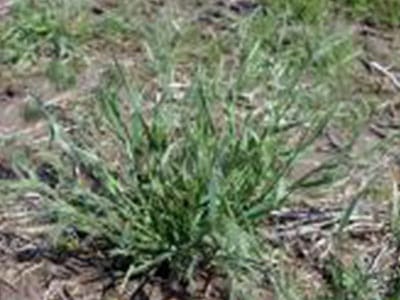 downy brome weed tulsa