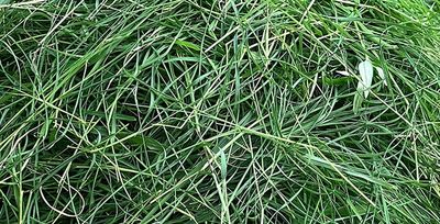 grass clippings on tulsa lawn