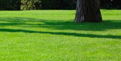 grass growing under tree in tulsa lawn