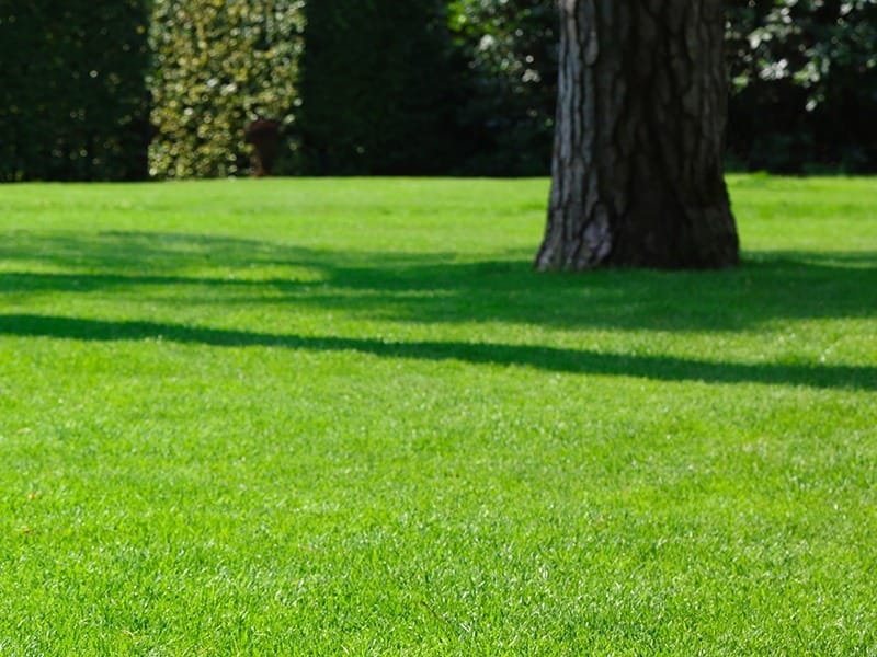 grass growing under tree in tulsa lawn