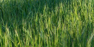 green lawn in tulsa ok