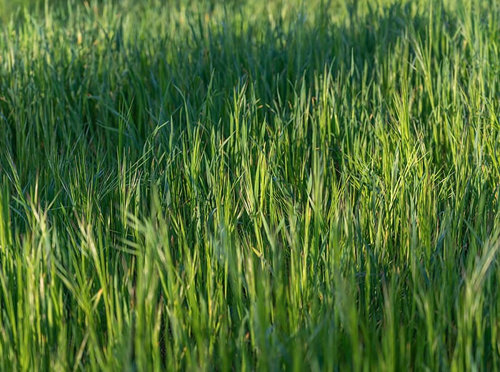 green lawn in tulsa ok