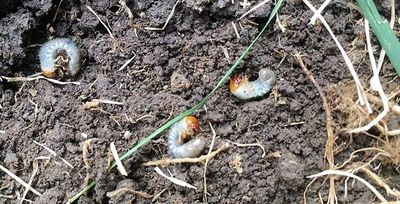 grubs in the dirt