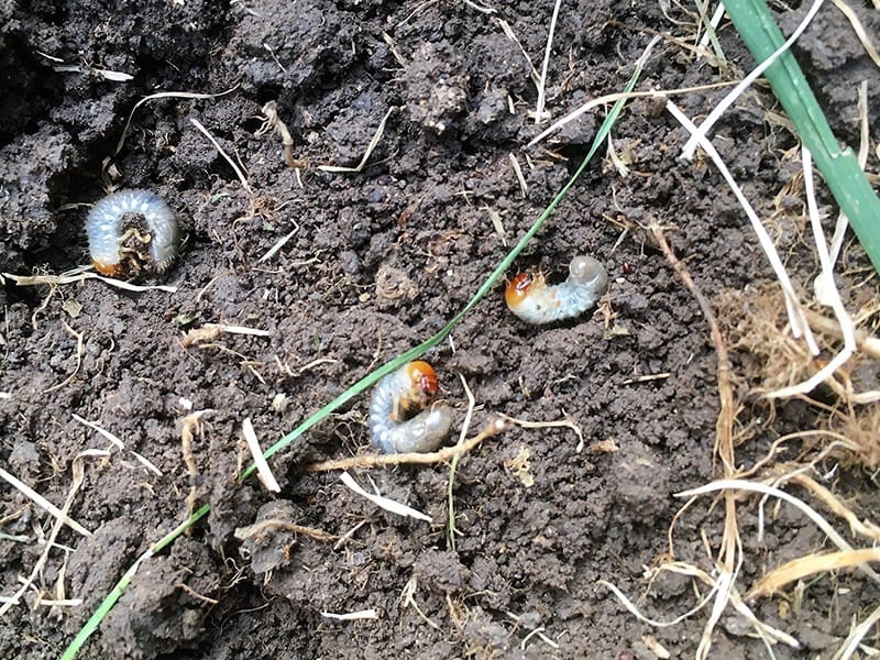 grubs in the dirt